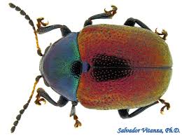 Attēlu rezultāti vaicājumam “Chrysomelidae”