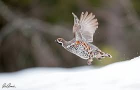 Attēlu rezultāti vaicājumam “Tetrastes bonasia”