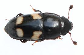 Attēlu rezultāti vaicājumam “Glischrochilus quadripunctatus imago”