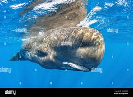 Image result for Physeter macrocephalus