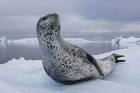 Leopard Seal Hunting | Funster