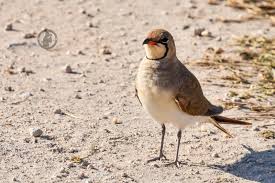 Image result for Glareola pratincola