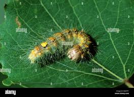 Attēlu rezultāti vaicājumam “Acronicta megacephala larva”