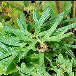 Attēlu rezultāti vaicājumam “Pulsatilla pratensis leaf”