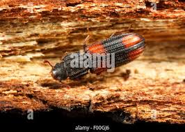 Attēlu rezultāti vaicājumam “Bitoma crenata imago”