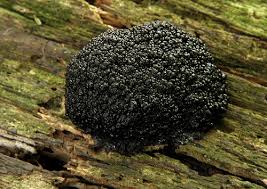 Attēlu rezultāti vaicājumam “Lindbladia tubulina macro”