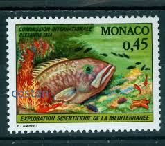 Image result for Polyprion americanus