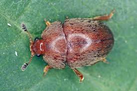 Attēlu rezultāti vaicājumam “Cychramus luteus”