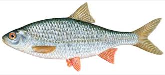 Image result for Rutilus caspicus