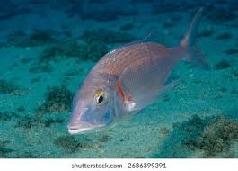 Image result for Pagrus pagrus