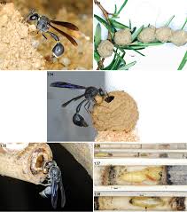 Attēlu rezultāti vaicājumam “Eumenes sp.”