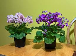 Image result for Primula malacoides