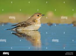Attēlu rezultāti vaicājumam “Ficedula hypoleuca juvenile”