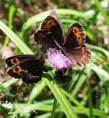 Attēlu rezultāti vaicājumam “Erebia ligea upperside”