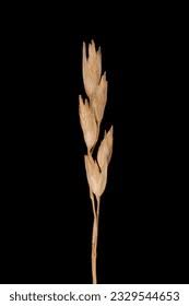 Attēlu rezultāti vaicājumam “Danthonia decumbens bud”