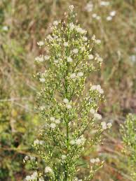 Attēlu rezultāti vaicājumam “Erigeron canadensis”