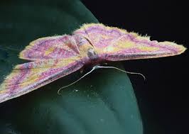 Attēlu rezultāti vaicājumam “Idaea muricata”