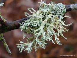 Attēlu rezultāti vaicājumam “Ramalina farinacea”