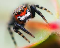 Attēlu rezultāti vaicājumam “Cribraria purpurea”