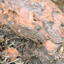 Attēlu rezultāti vaicājumam “Chalcophora mariana”