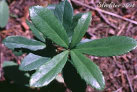 Attēlu rezultāti vaicājumam “Chimaphila umbellata leaf”