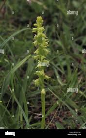 Attēlu rezultāti vaicājumam “Herminium monorchis fruit”