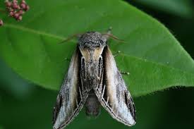 Attēlu rezultāti vaicājumam “Pheosia tremula”