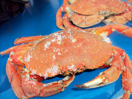 Image result for Cancer irroratus