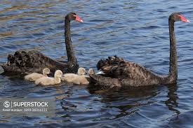 Attēlu rezultāti vaicājumam “Cygnus atratus”