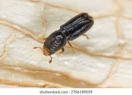 Attēlu rezultāti vaicājumam “Scolytidae”