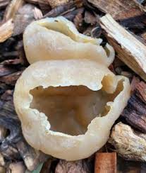 Attēlu rezultāti vaicājumam “Peziza vesiculosa”