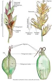 Attēlu rezultāti vaicājumam “Carex paupercula”