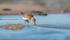 Attēlu rezultāti vaicājumam “Calidris alpina adult”