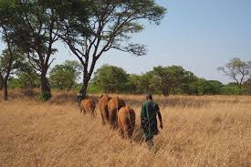 Attēlu rezultāti vaicājumam “Sacchiphantes abietis exuvia”