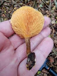 Attēlu rezultāti vaicājumam “Hygrophoropsis aurantiaca”