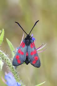 Attēlu rezultāti vaicājumam “Zygaena filipendulae”