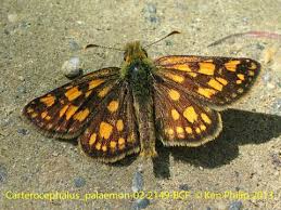 Attēlu rezultāti vaicājumam “Hesperiidae”