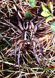 Attēlu rezultāti vaicājumam “Lycosidae”