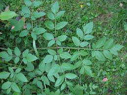 Attēlu rezultāti vaicājumam “Angelica sylvestris leaf”