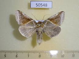 Attēlu rezultāti vaicājumam “Habrosyne pyritoides”