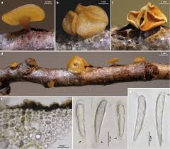 Attēlu rezultāti vaicājumam “Hymenoscyphus sp.”