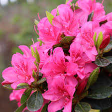 Attēlu rezultāti vaicājumam “rhododendron”