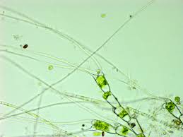 Attēlu rezultāti vaicājumam “Bulbochaete mirabilis”