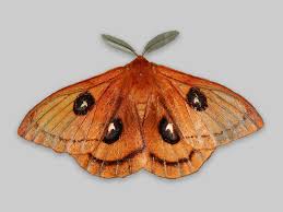 Attēlu rezultāti vaicājumam “Aglia tau”