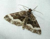 Attēlu rezultāti vaicājumam “Euphyia unangulata”