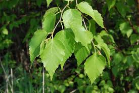 Attēlu rezultāti vaicājumam “Betula papyrifera leaf”