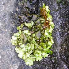 Attēlu rezultāti vaicājumam “Dermatocarpon luridum”