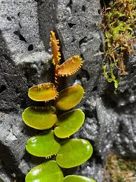 Attēlu rezultāti vaicājumam “Physarum, Nannengaella sp.”