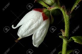 Attēlu rezultāti vaicājumam “Vaccinium vitis-idaea flower”