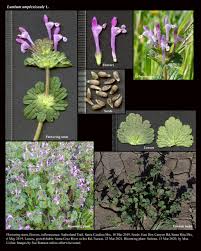 Attēlu rezultāti vaicājumam “Lamium amplexicaule flower”